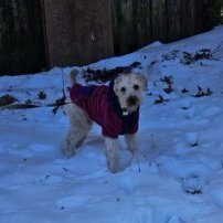 By-Tor n the Snow Terrier